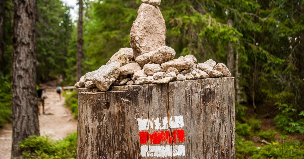 Affordable Solutions for Stump Removal in Cairns