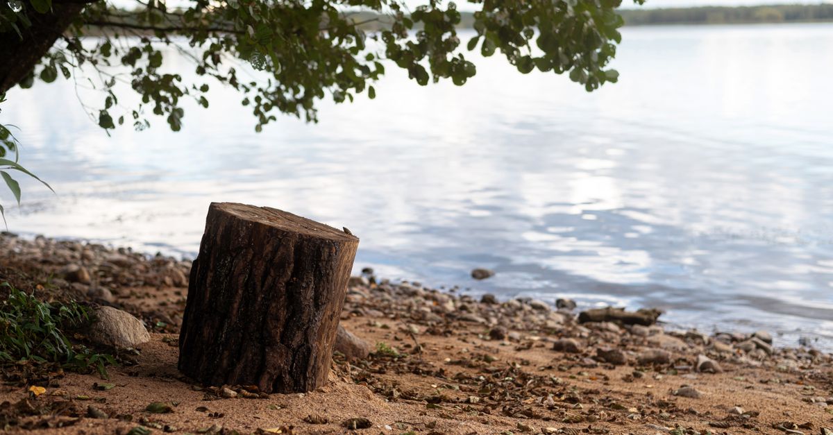 Assessing Quotes for Stump Removal Services in Cairns