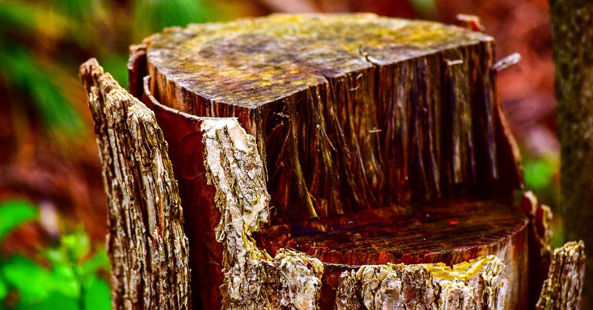 Benefits of Using Mechanical Methods for Stump Removal