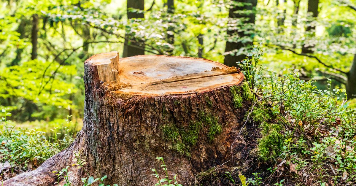 Budgeting for DIY Stump Removal in the Cairns Region