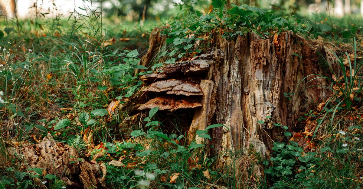 Choosing the Right Brush Cutter for Stump Clearing
