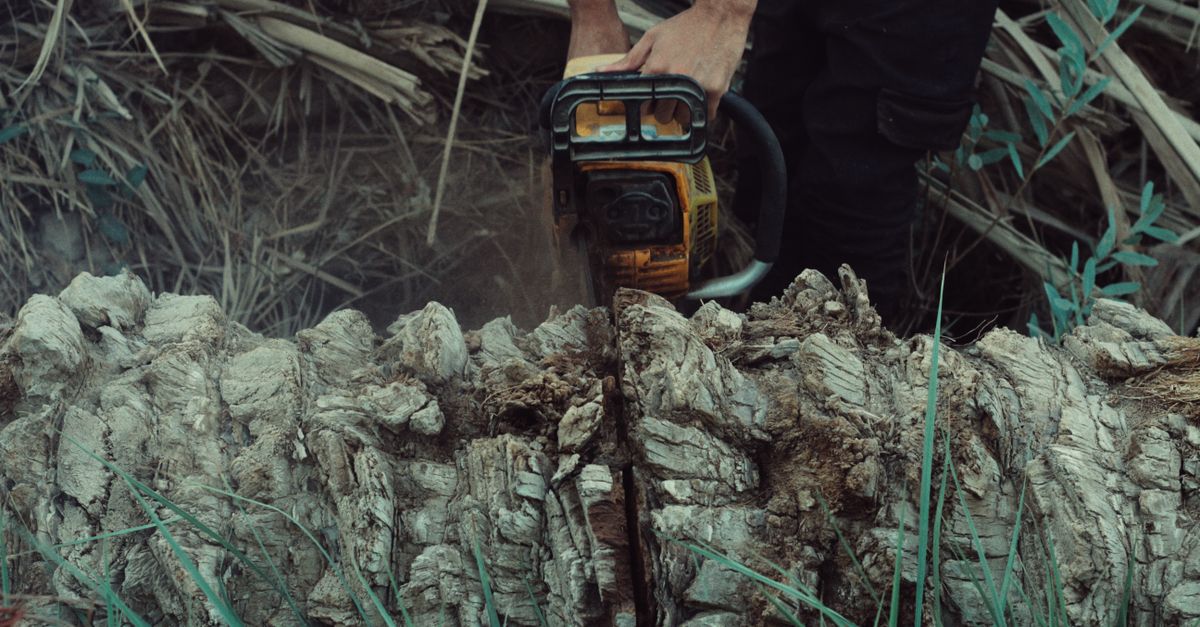 Choosing the Right Chemical for Efficient Stump Removal