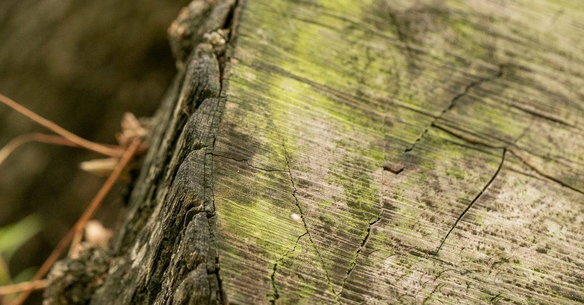 Choosing the Right Time for Stump Burning