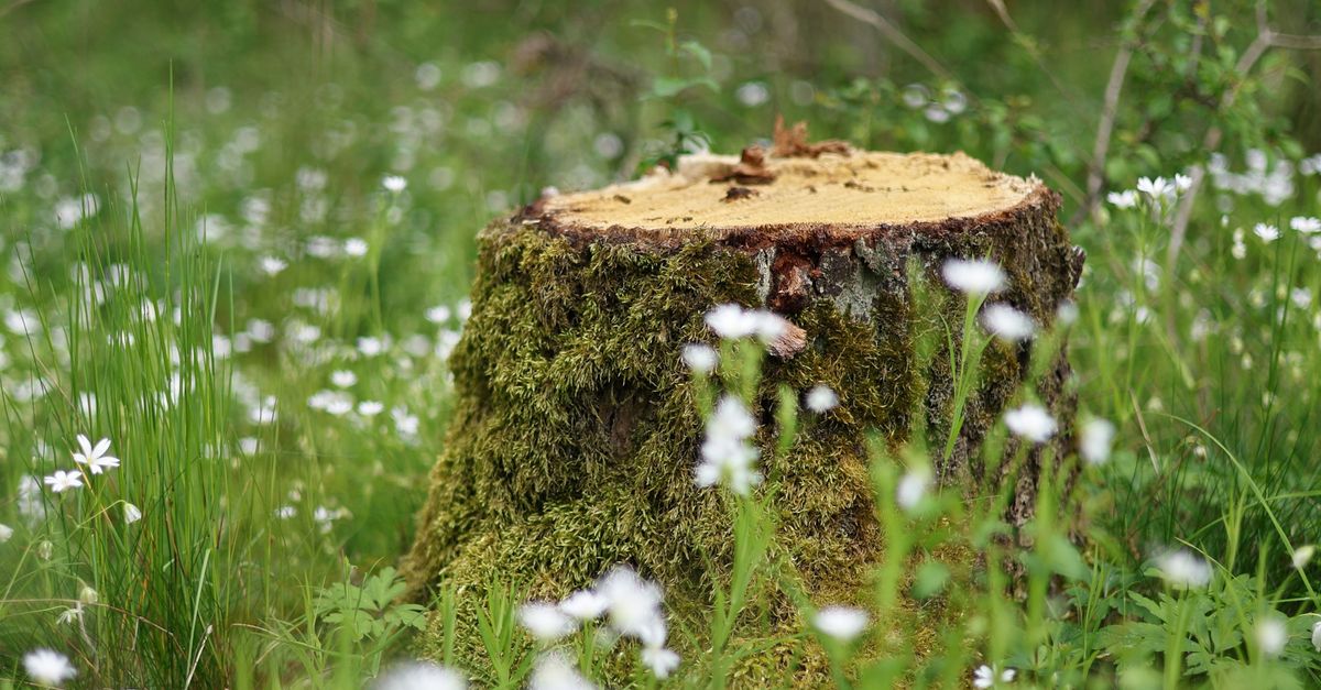 Common Challenges in Manual Stump Excavation and How to Overcome Them