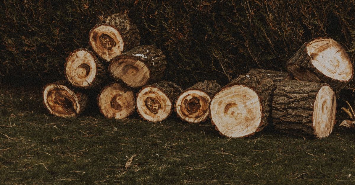 Common Mistakes to Avoid When Using Epsom Salt for Stump Removal