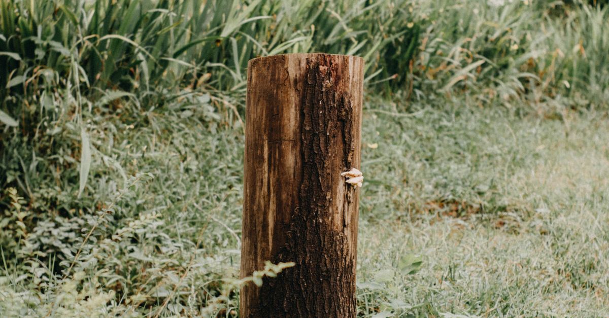 Common Mistakes When Using Mechanical Stump Grinding