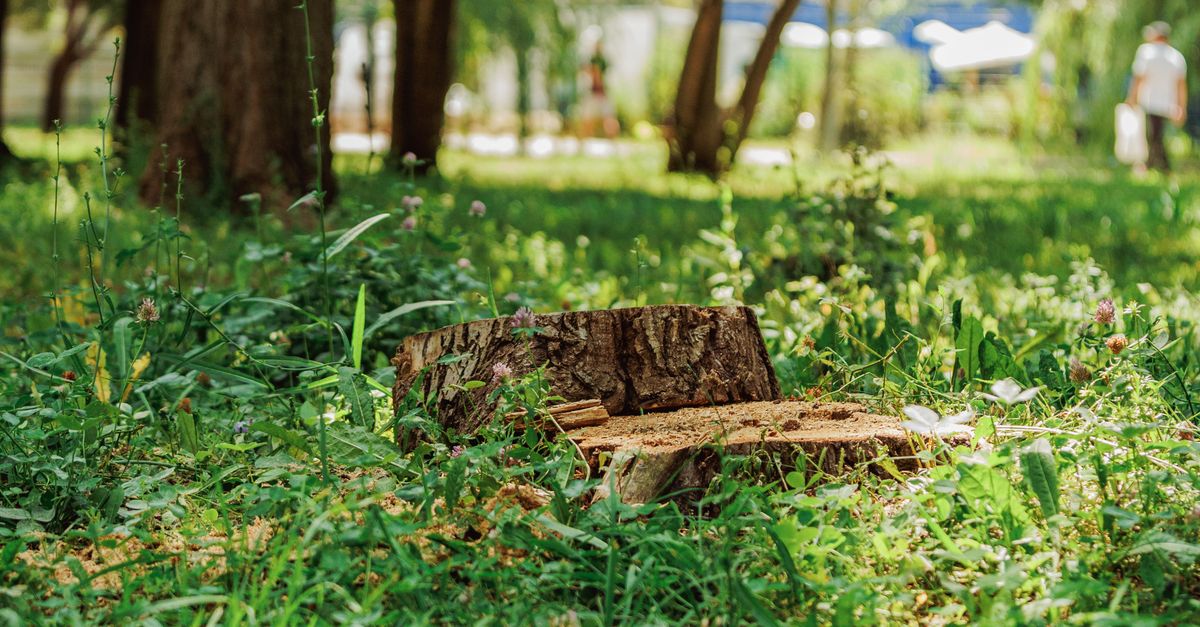Comparing Commercial Chemical Stump Removers