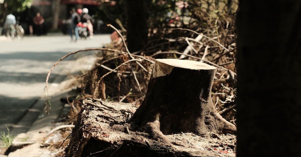 Comparing Costs: Low-Cost Stump Removal Techniques