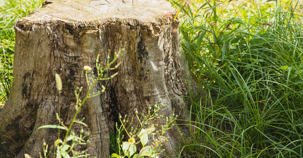 Comparing Different Mechanical Stump Grinding Techniques