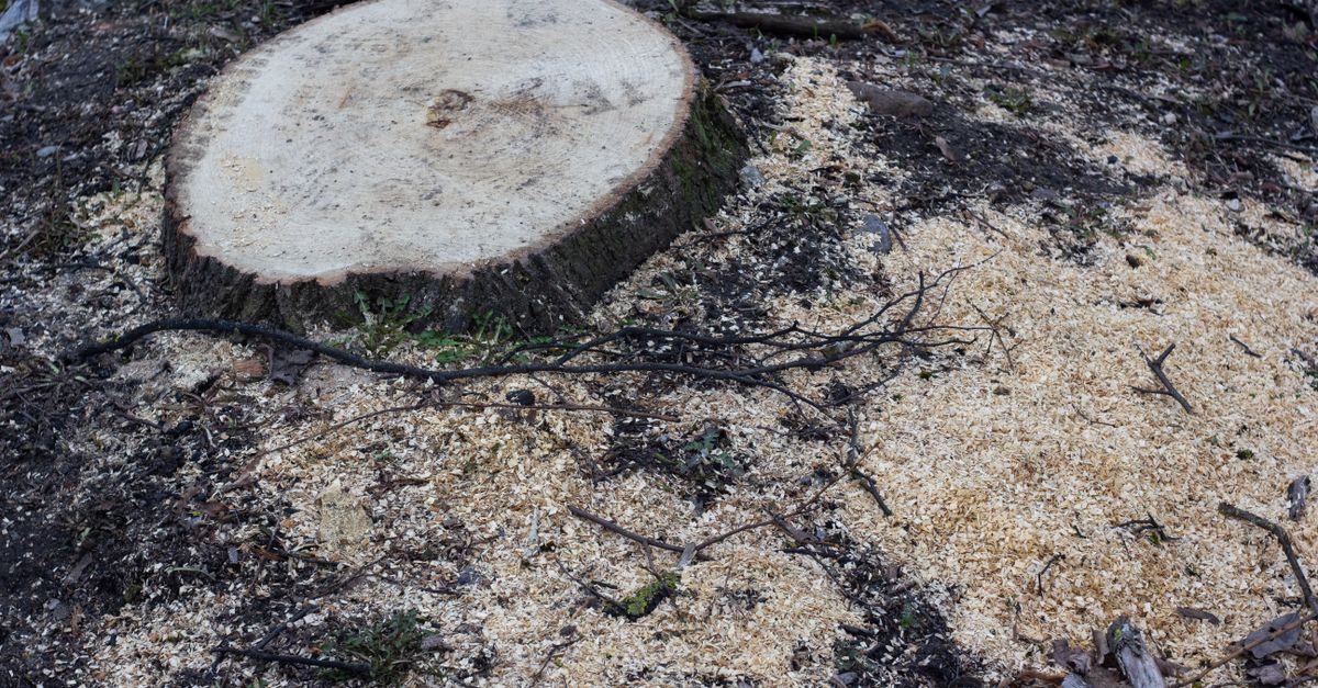 Comparing Gas vs Electric Stump Removal Equipment