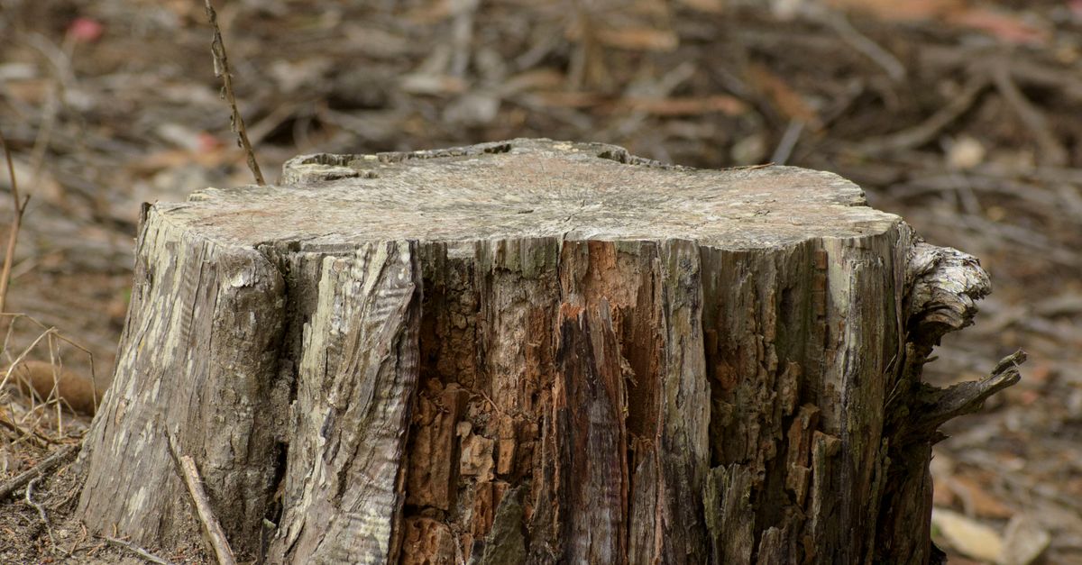 Comparing Local Stump Removal Service Charges in Cairns