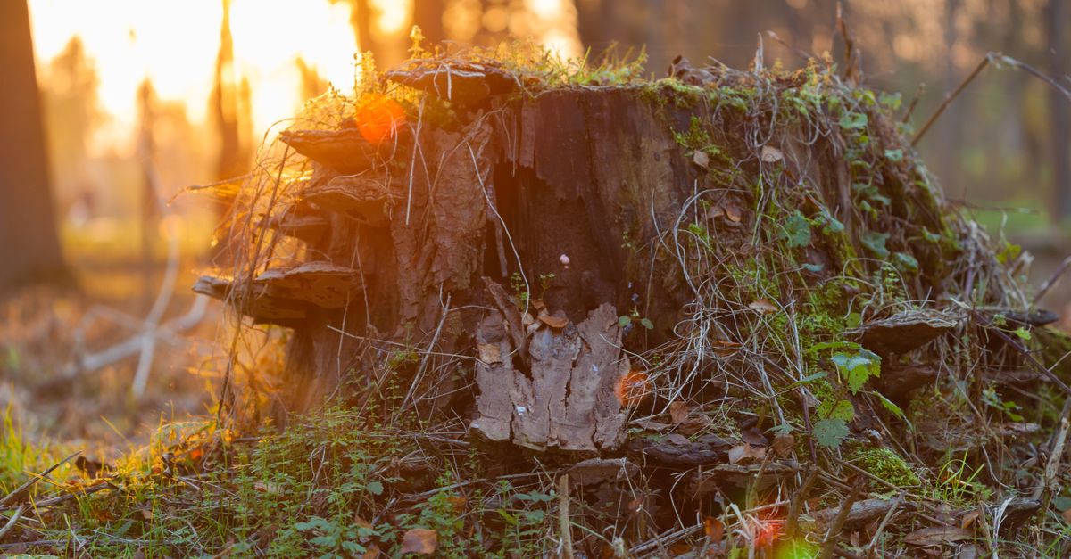 Cost Variability for Stump Removal Based on Location in Cairns