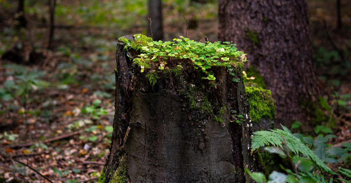 Creating a Detailed Plan for Manual Stump Digging
