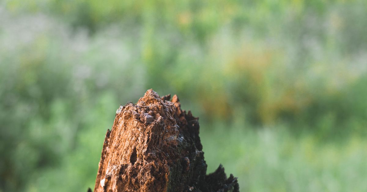 DIY Chemical Solutions for Effective Stump Removal