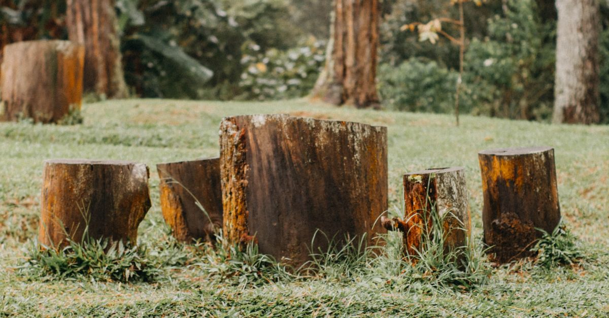 Eco-Friendly and Cheap Methods for Stump Removal