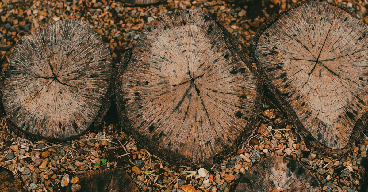 Environmental Impact of Chemical Stump Removers