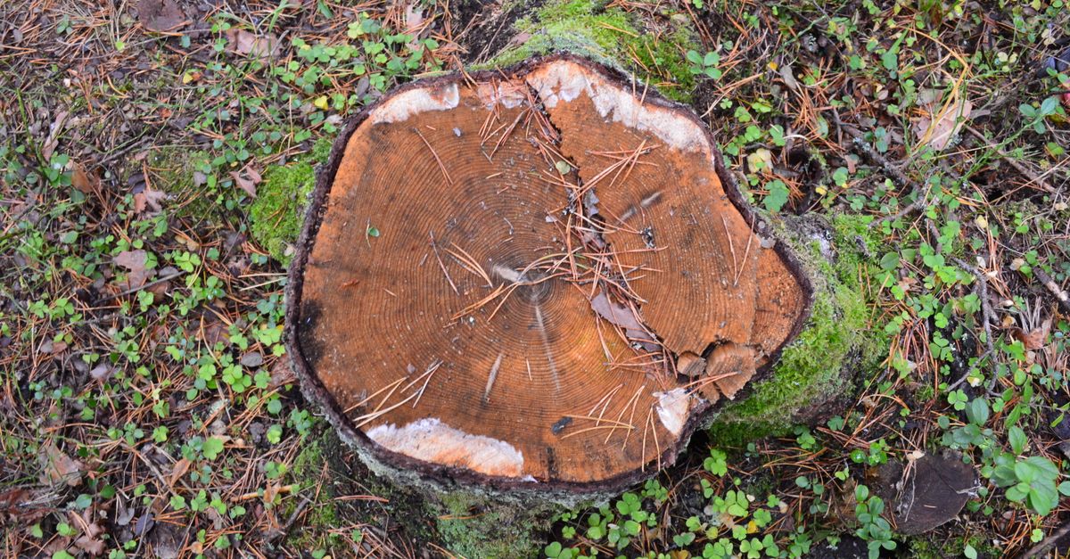 Equipment Needed for Burning Stumps Efficiently