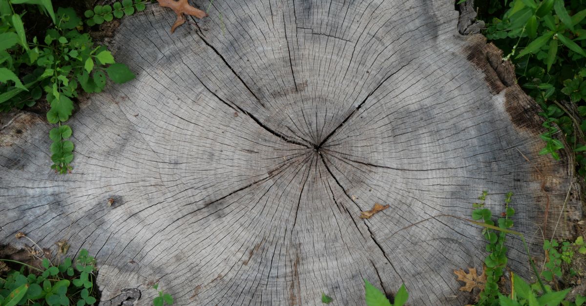 Essential Factors Driving the Costs of DIY Stump Removal