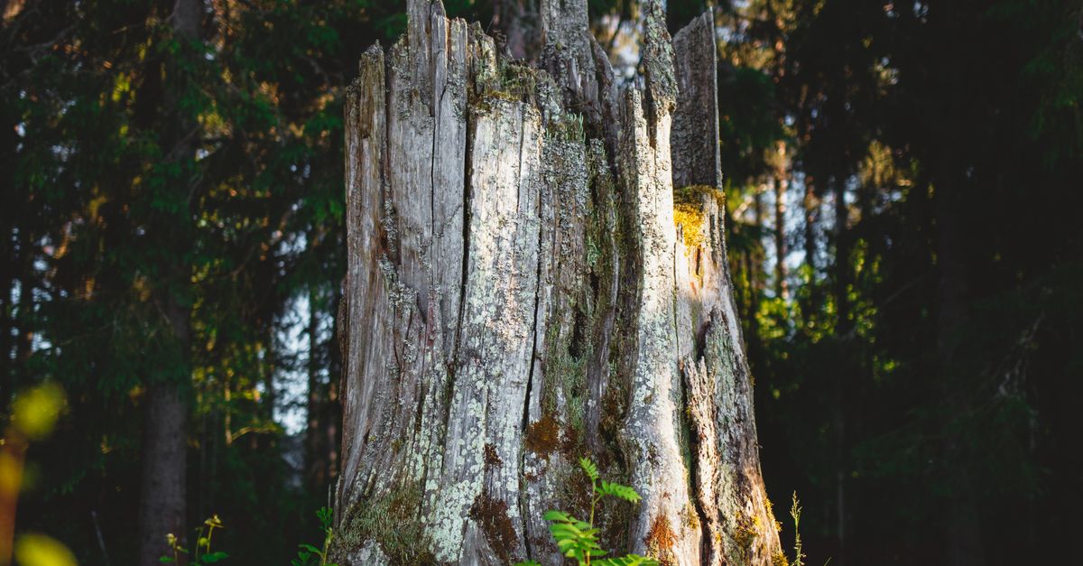 Essential Hand Tools for Effective Stump Removal in Cairns