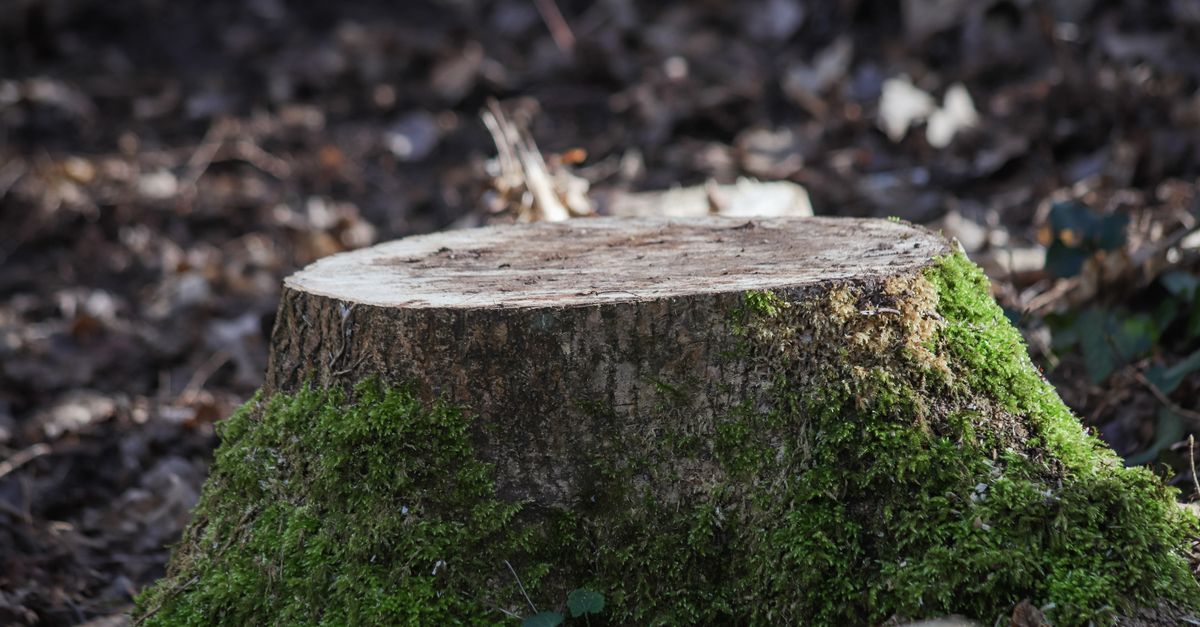 Essential Maintenance Tips for Stump Grinding Machinery