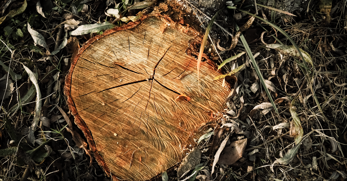 Essential Steps for Effective Stump Burning