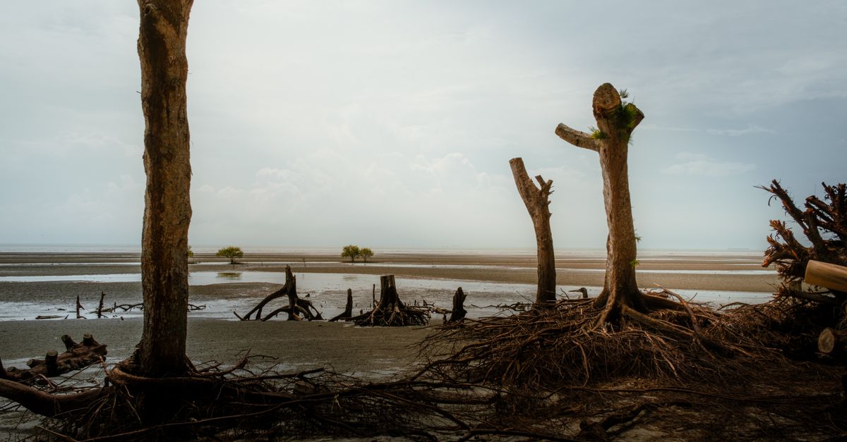 Estimating Stump Removal Costs: A Cairns Perspective