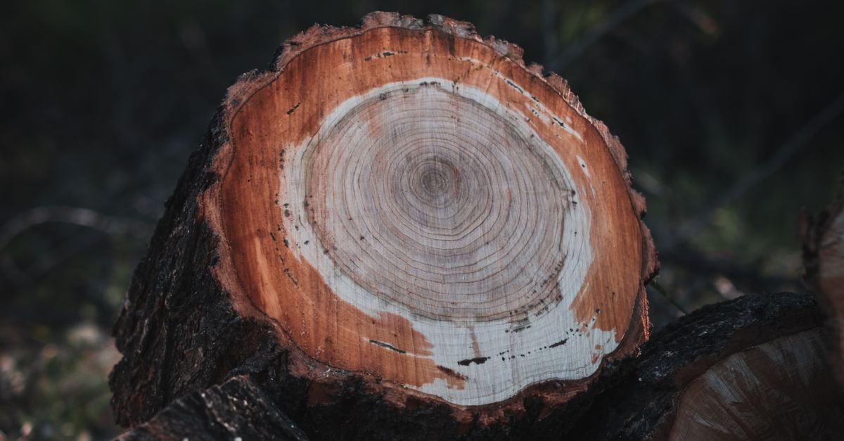 Evaluating the Distance from Stump to Equipment Access