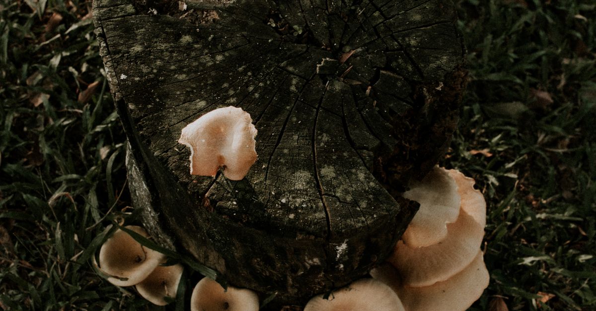 Evaluating the Efficiency of Different Stump Grinding Machines