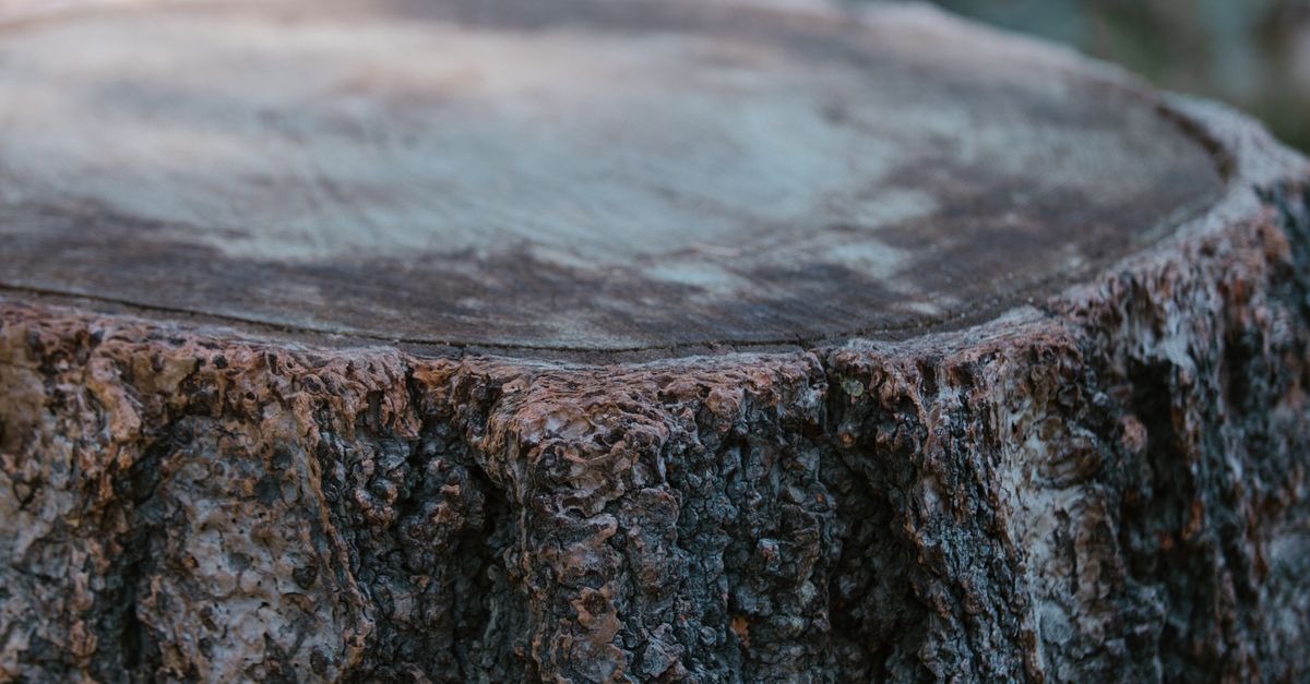 Hand Tool Requirements for DIY Stump Removal in Cairns