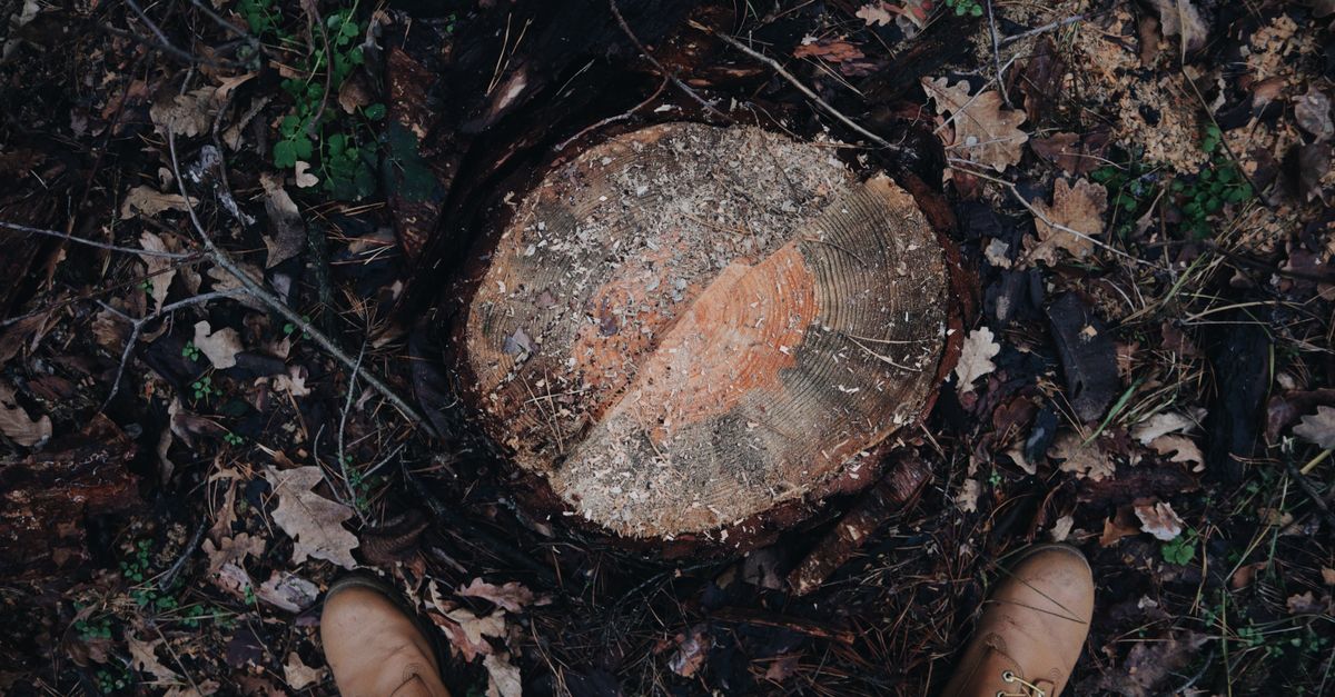 How Epsom Salt Can Accelerate Stump Decomposition