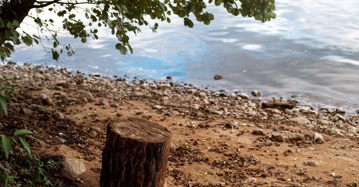 How Location Affects Stump Removal Pricing in Cairns