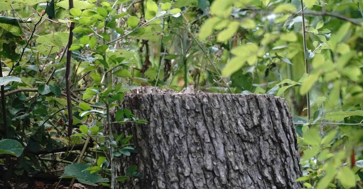 How to Prepare Your Yard for Mechanical Stump Grinding