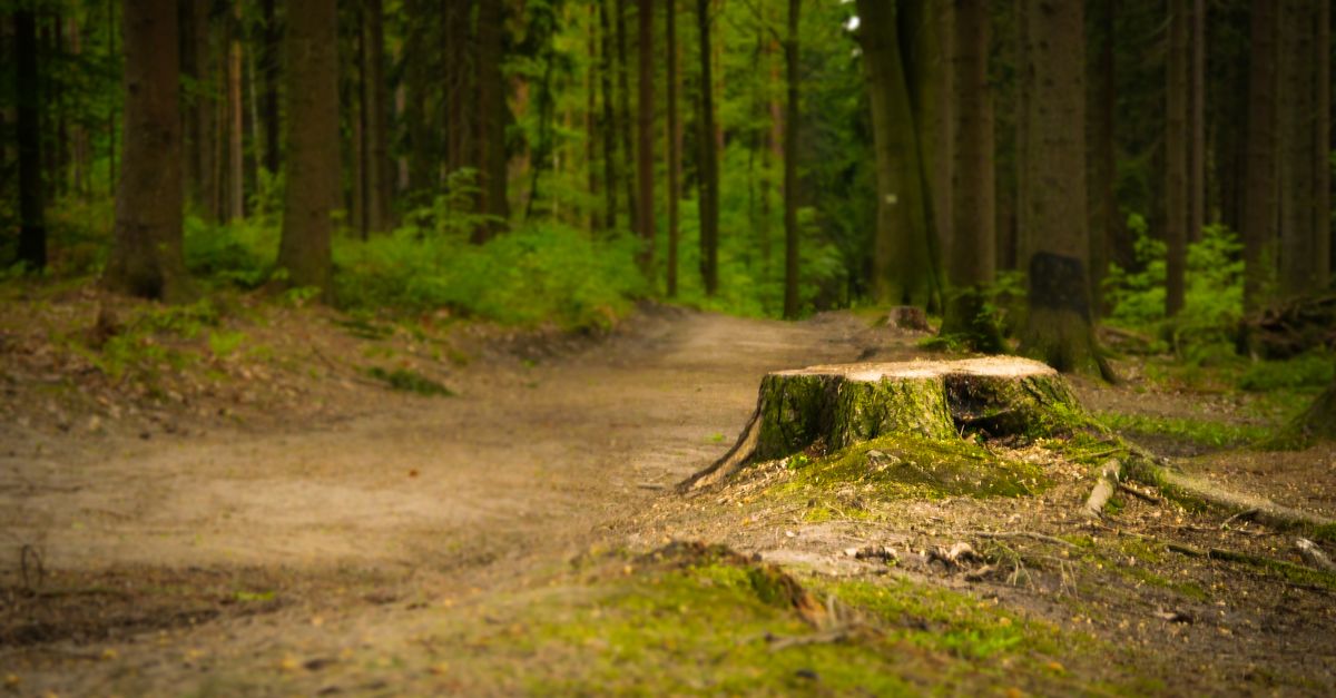 Insurance Implications for Stump Removal Projects