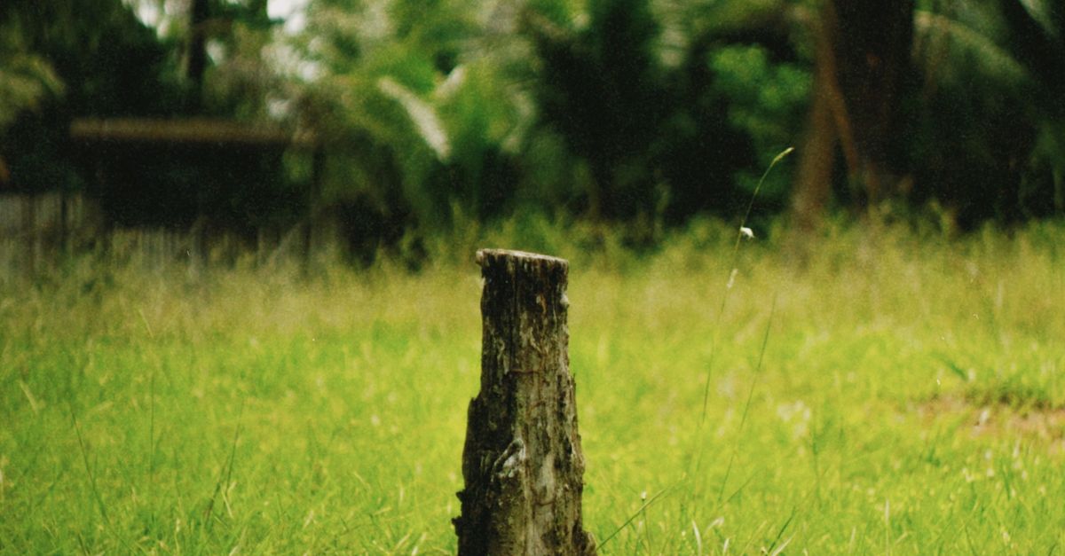 Is DIY Stump Removal Worth the Savings in Cairns?