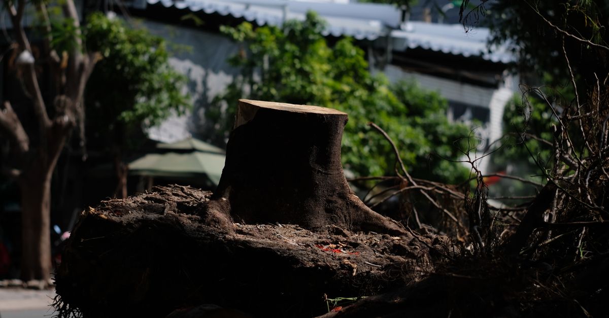 Legal Considerations for Stump Burning in Cairns