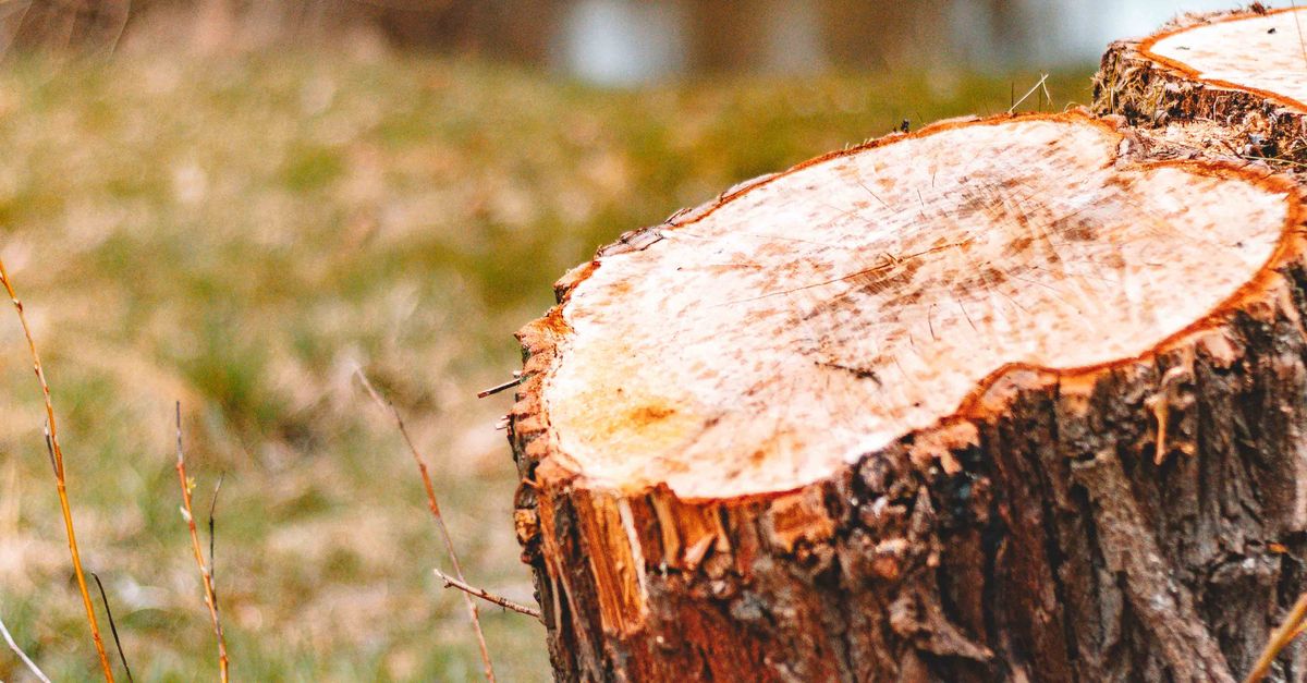 Long-term Effects of Chemical Stump Removal on Soil Health