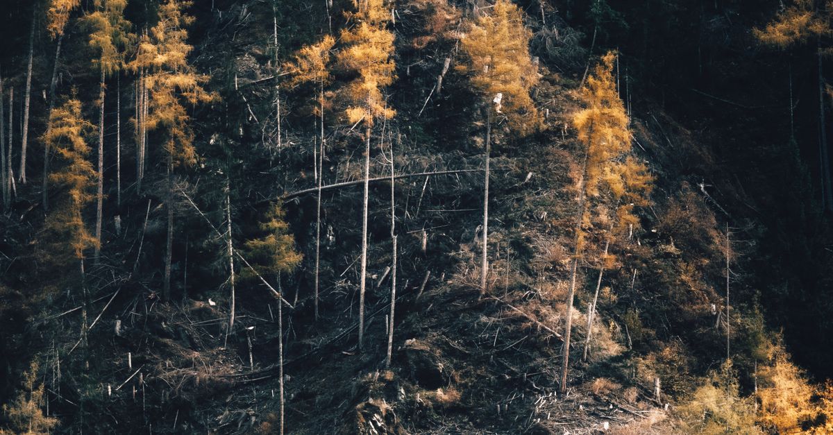 Preparing Your Stump for a Controlled Burn