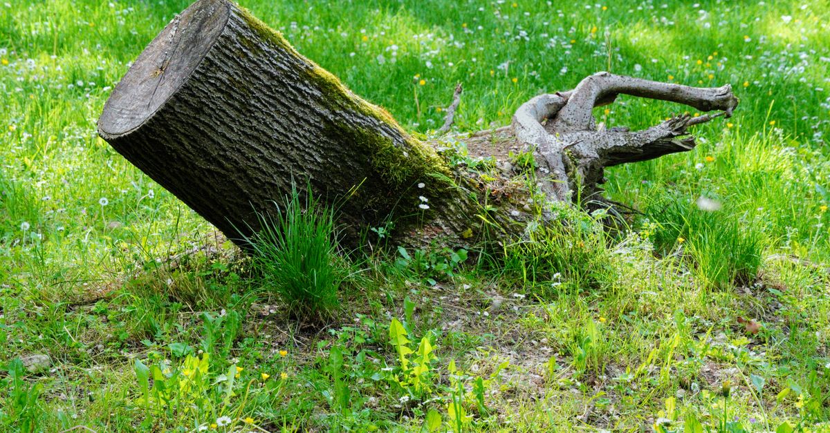 Pros and Cons of the Epsom Salt Method for Removing Stumps