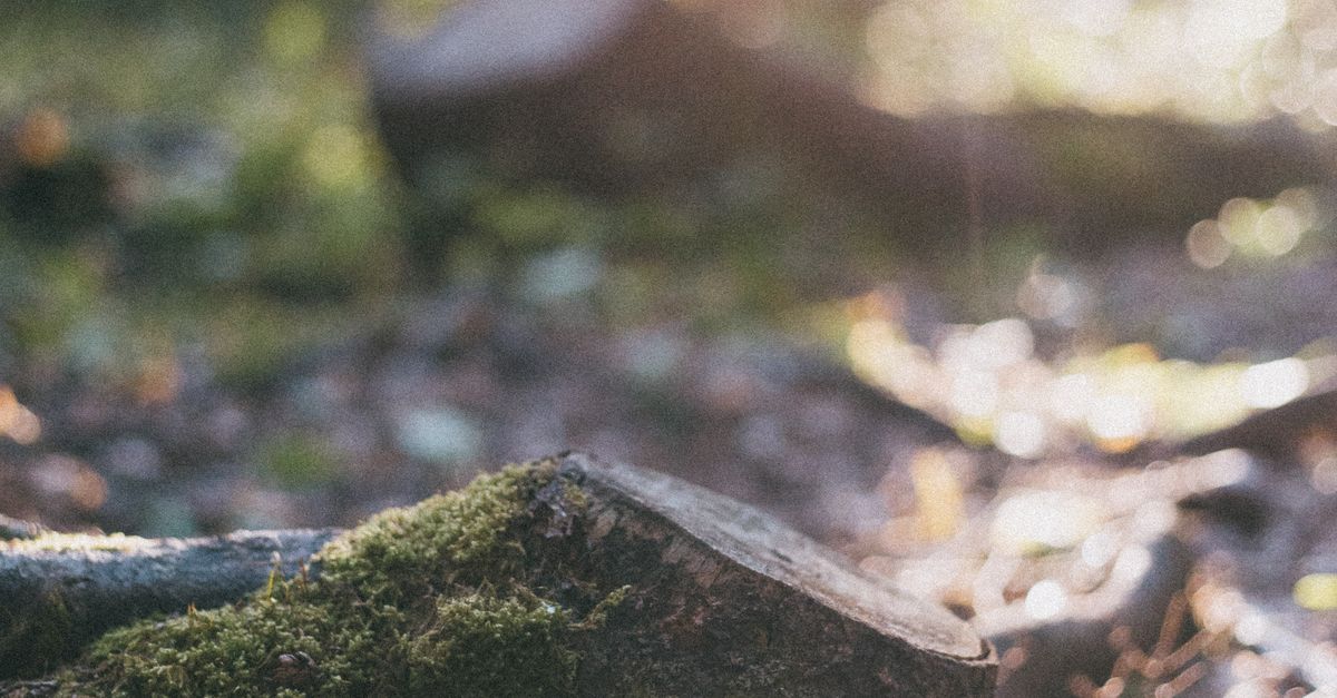 Reliable Ear Protection for Stump Grinding Activities