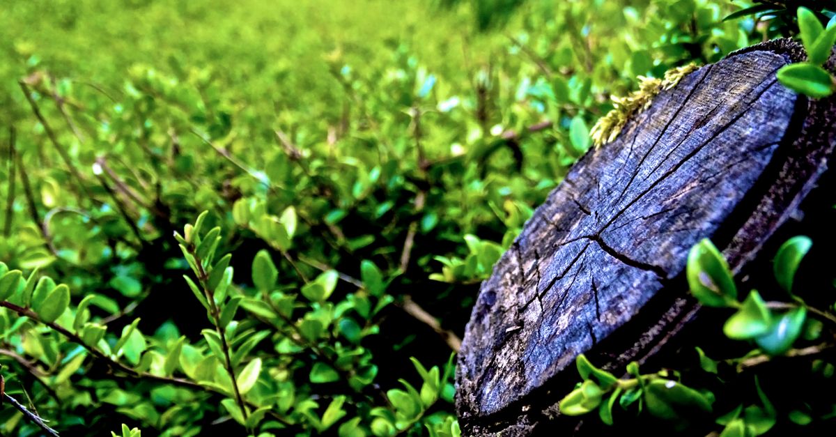 Requirements for Local Permits Affecting Stump Removal Fees