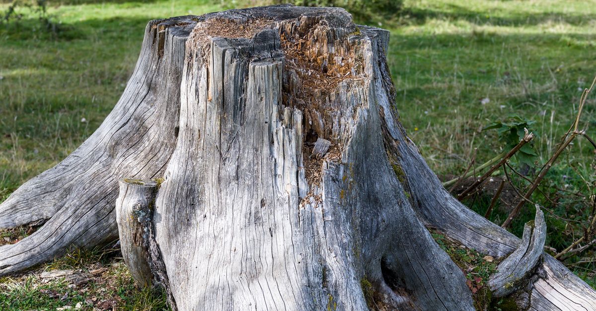 Respiratory Protection When Using Chemical Stump Removers