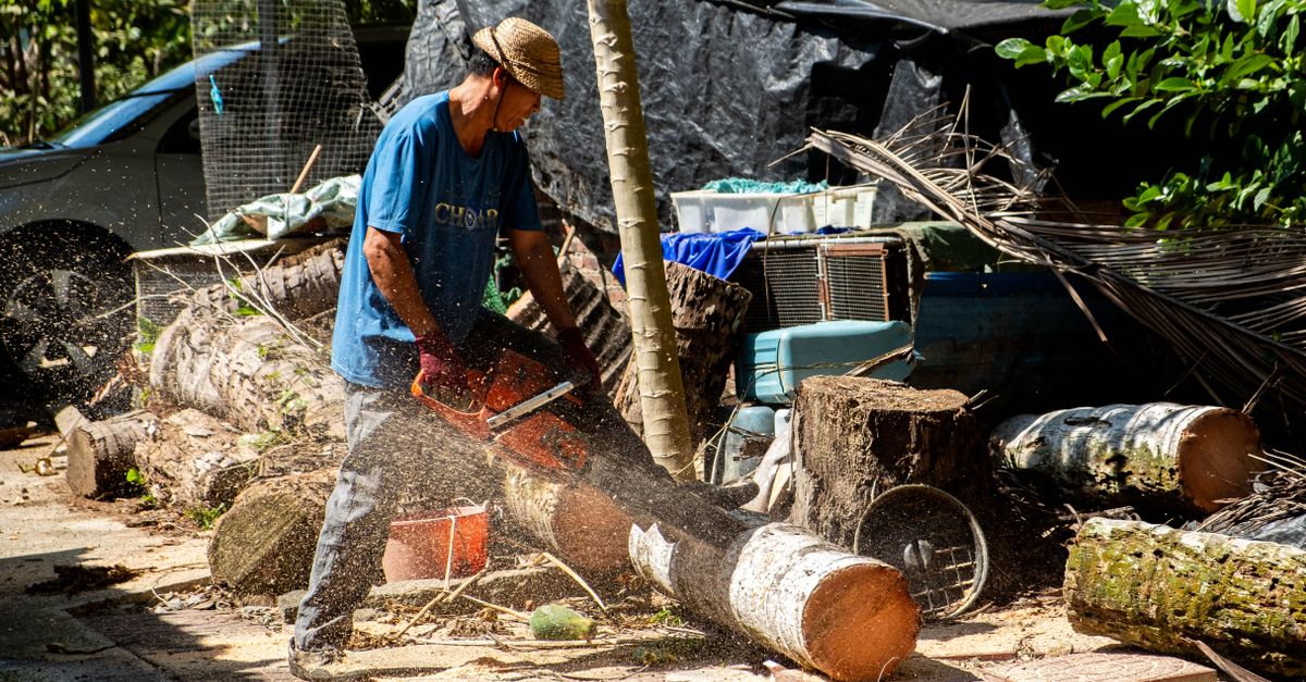 Safety Precautions for Chemical Stump Removal Applications