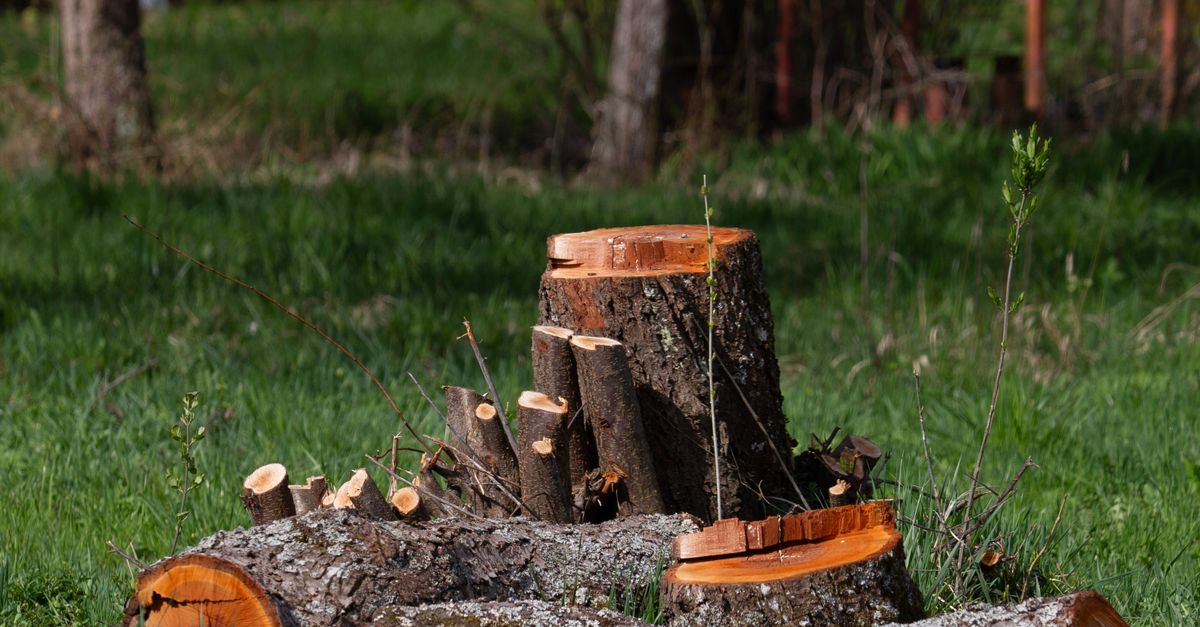 Safety Tips When Using Hand Tools for Stump Removal