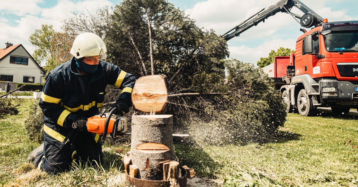 Seasonal Variations in Stump Removal Pricing