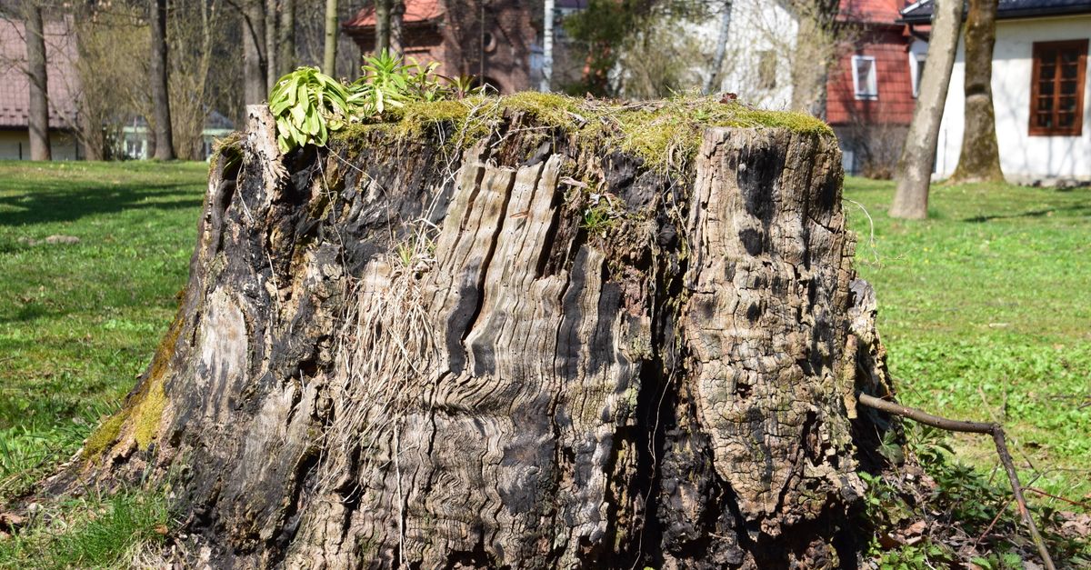 The Impact of Root Structure on Stump Removal Expenses