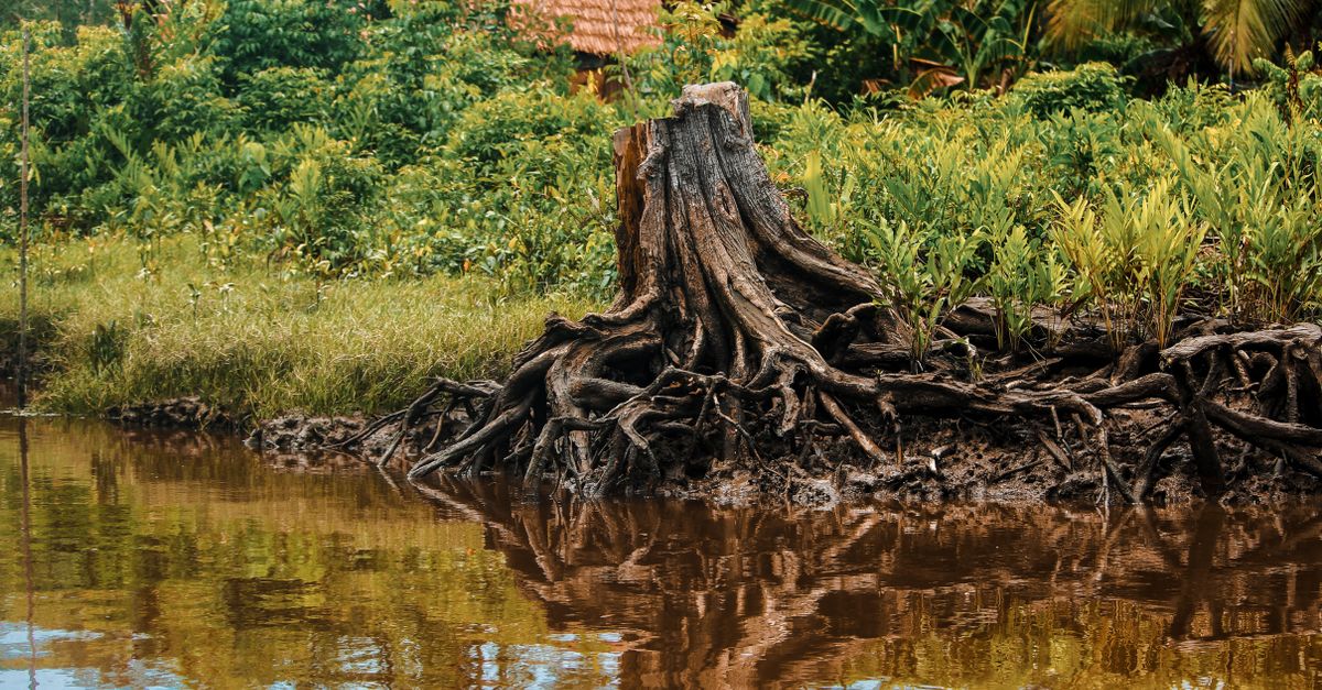 The Influence of Stump Removal Technique on Overall Costs