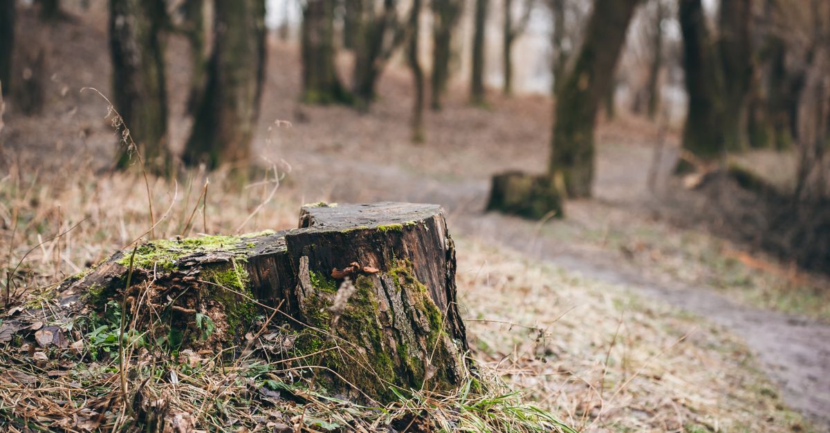 The Pros and Cons of Burning Stumps in Cairns