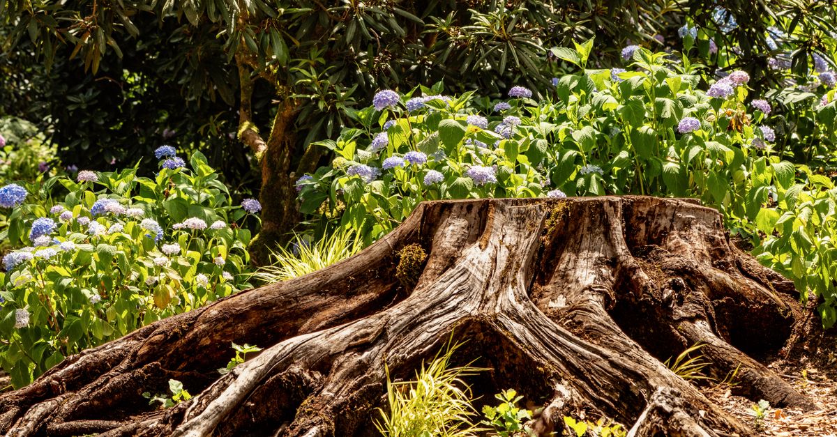 The Ultimate Guide to Choosing Hand Tools for Stump Removal