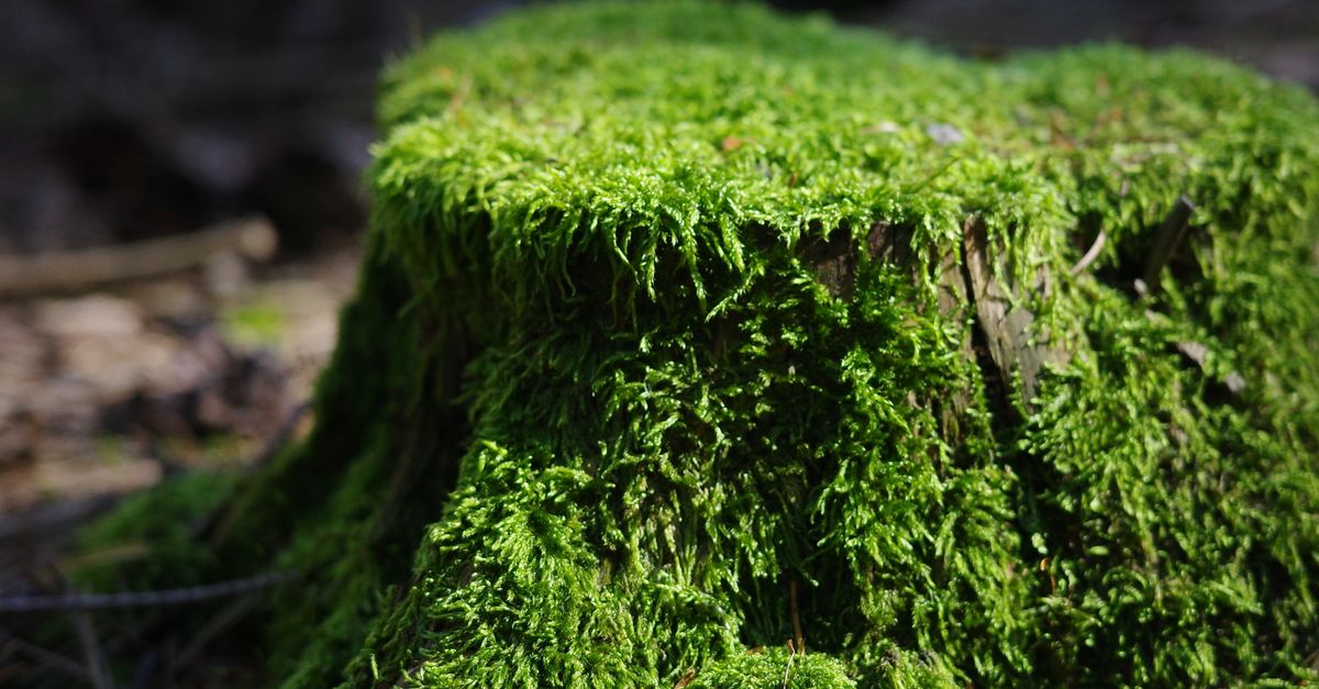 Timeframe for Stump Decomposition Using Epsom Salt