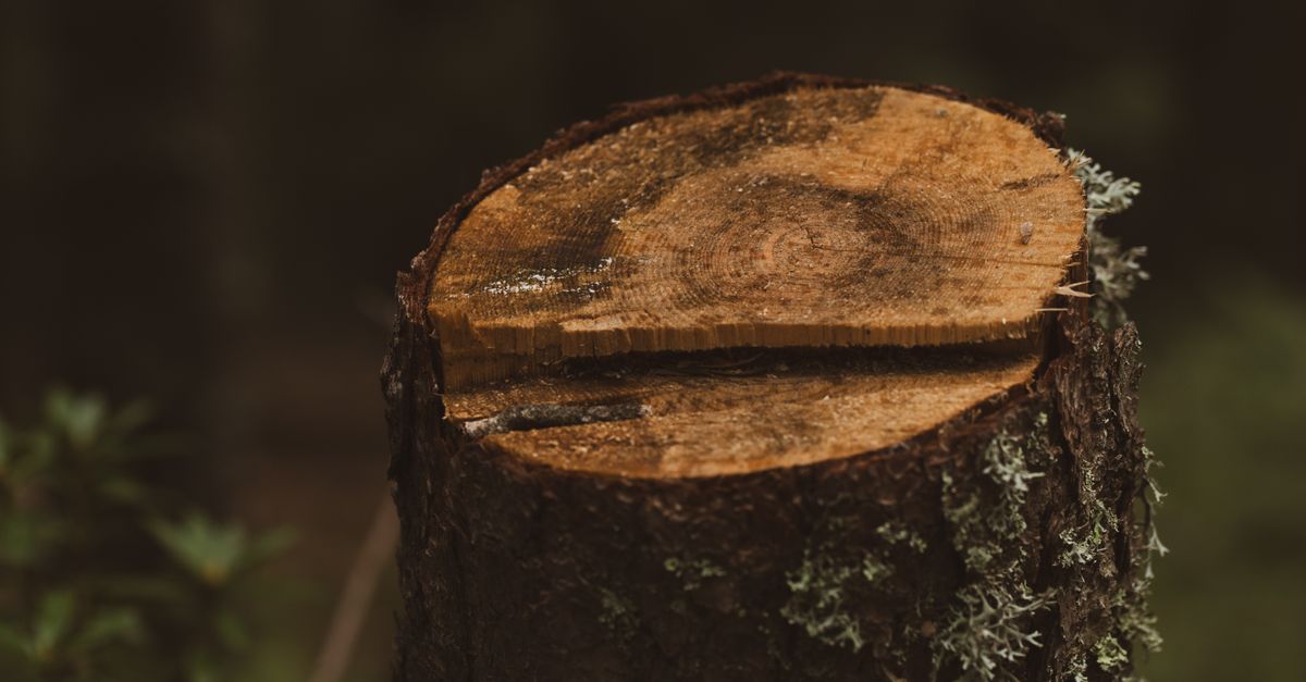 Tools Required for Manual Stump Digging Projects